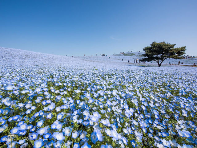 國營常陸海濱公園藍染粉蝶花海 & 夢幻掃帚草紅海