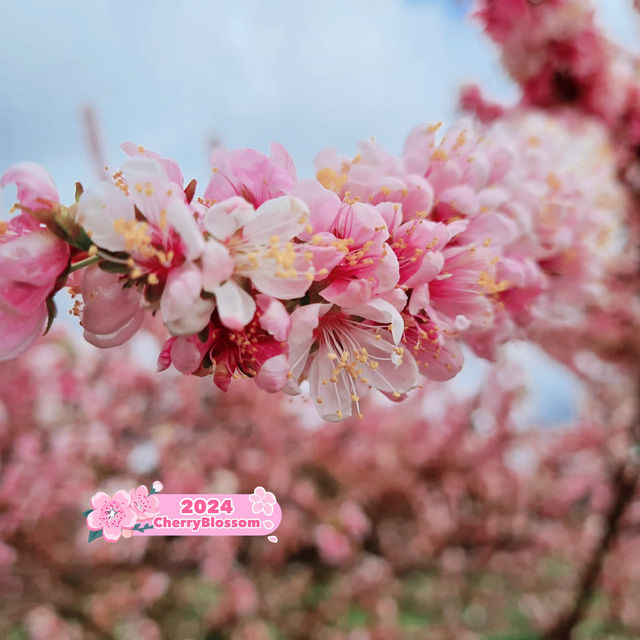 Tesselaar Tulip Festival