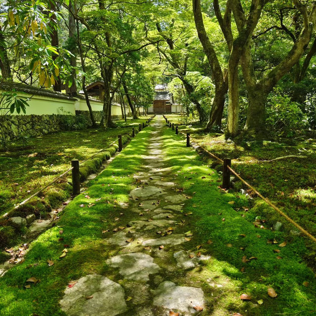 福岡島城中央公園：綠意盎然的城市綠洲，與大自然合而為一
