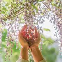 나만 알고싶은 등나무꽃 명소 3곳 🍇💟