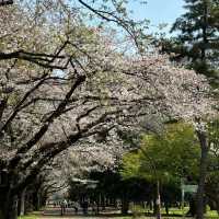 上汐公園：春季粉紅櫻花，享受大自然的美好