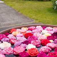 【千葉】花と緑のテーマパーク🌷