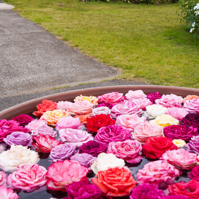 【千葉】花と緑のテーマパーク🌷