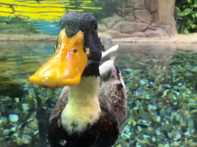 The Shanghai Ocean Aquarium 