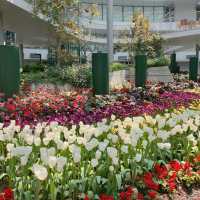 สวนดอกไม้ระยอง 𝗠𝗶𝗿𝗮𝗰𝗹𝗲 𝗼𝗳 𝗡𝗮𝘁𝘂𝗿𝗮𝗹 