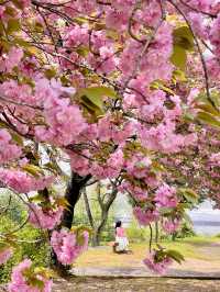 💗🌸창원 겹벚꽃 명소 창원에서 젤 이쁜 곳🌸💗