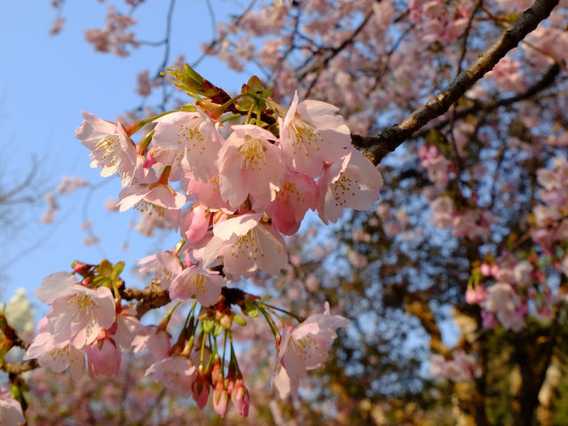 【日本廣島景點】縮景園之三：除了日櫻🌸還有限定活動：夜櫻🌸被夜櫻埋沒的縮景園更令人陶醉🌸