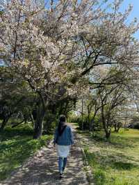 福岡後花園～終於見到油菜花田