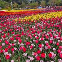 태안 세계튤립꽃박람회💐