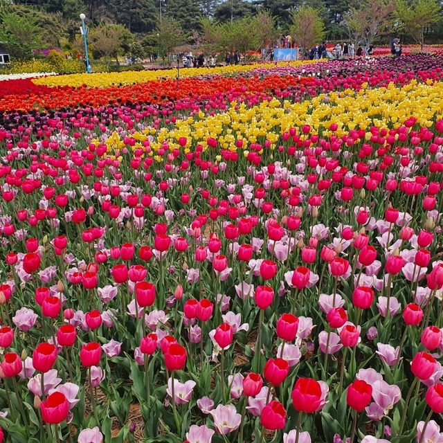 태안 세계튤립꽃박람회💐