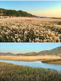 【全羅南道】順天灣濕地庭園：感受大自然的詩意，隨處可見的湖光山色