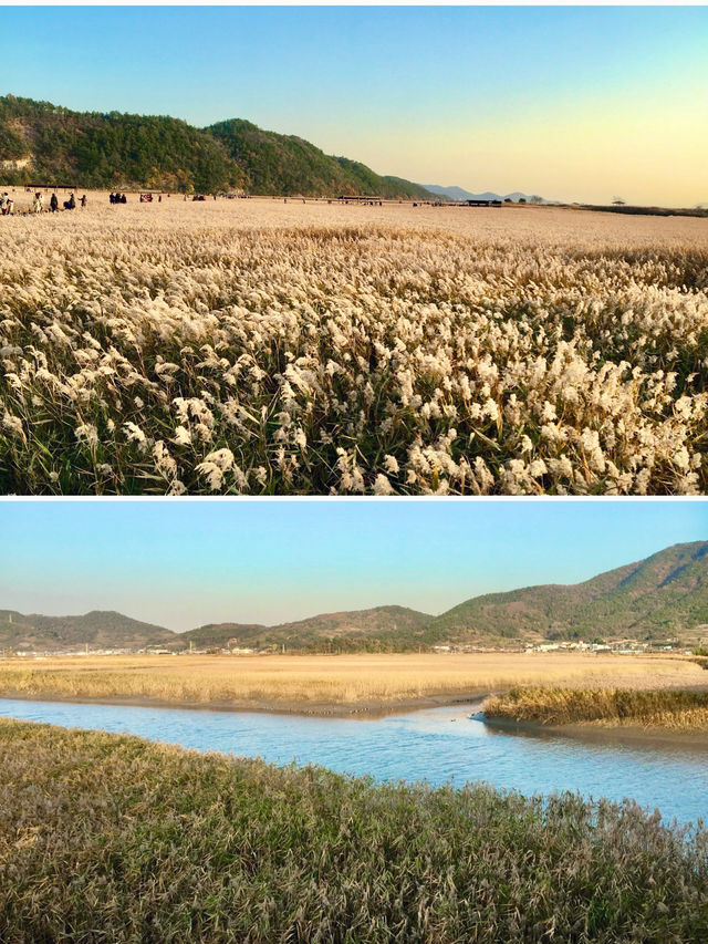 【全羅南道】順天灣濕地庭園：感受大自然的詩意，隨處可見的湖光山色