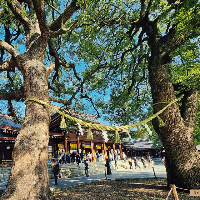 Serenity in the City: Meiji Shrine Enchants!