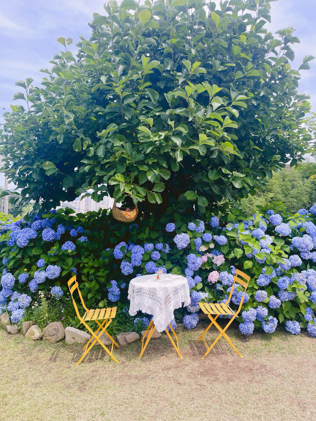 💙파란 수국이 한가득한 이곳 앵지밭골 그집 카페입니다💜