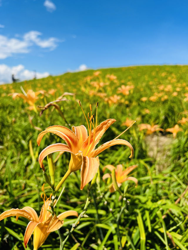 花蓮六十石山金針花