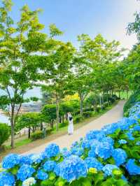 경상도 수국 모음💙💜 