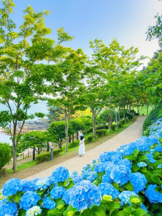경상도 수국 모음💙💜 