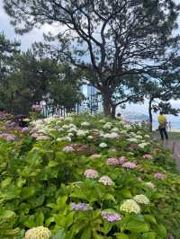 💙🩷해운대 송림공원 개화율 꼭 보세요🩷💙