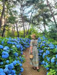 파란꽃길 걸으며 힐링하는 수국카페💙