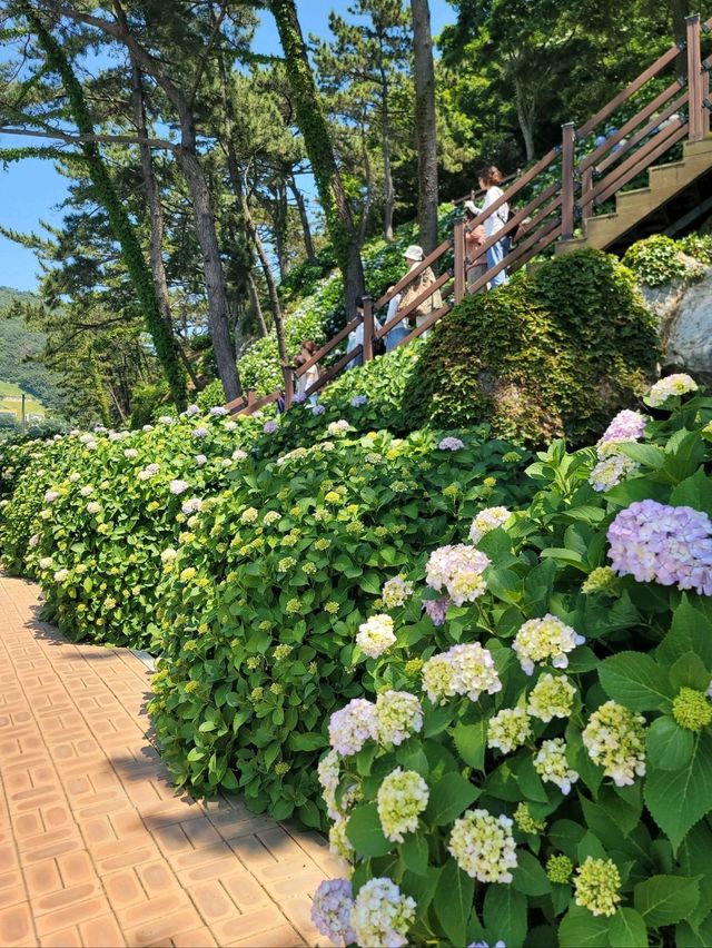 거제 수국 탑티어 저구항💜