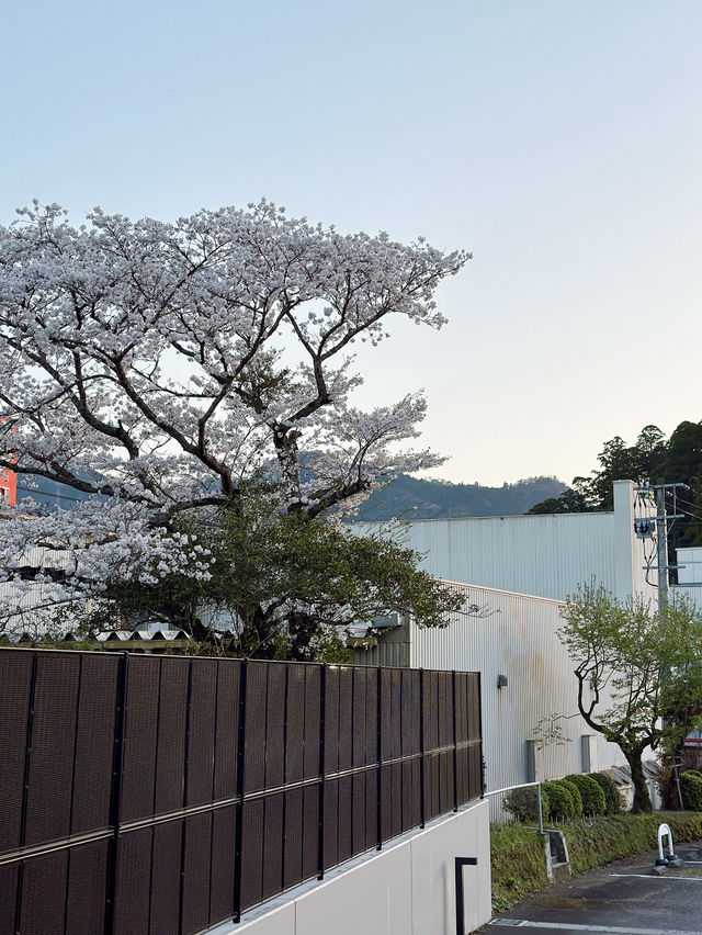 🏨九州宮崎縣地理位置方便加性價比高酒店🤎