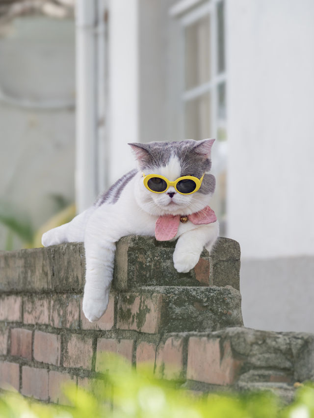【台湾】台中で食べに行きたいかわいいグルメ2選🍨🌙🩷 