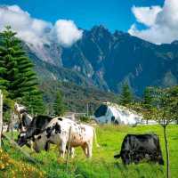 Desa Dairy Farm 'The Little New Zealand'