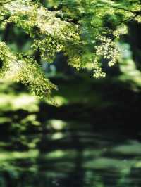 一度は行きたい京都の苔寺🌿西芳寺🌿