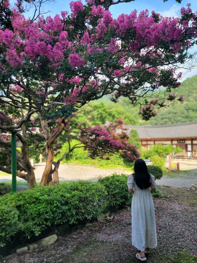 호랑이와 배롱나무가 있는 특별한 사찰🐯💗