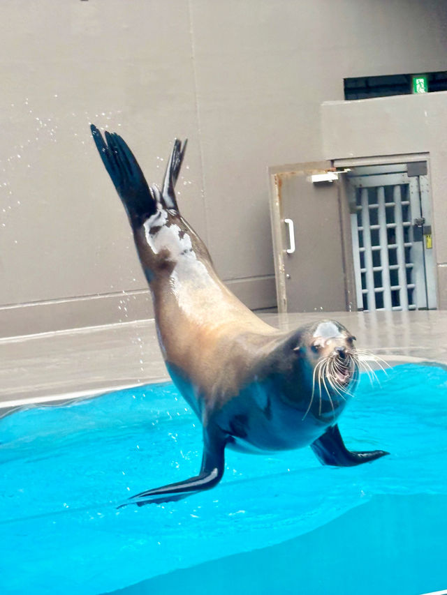 【日本東北】加茂水族館：世一水母水族館，深藍色水槽前夢幻打卡