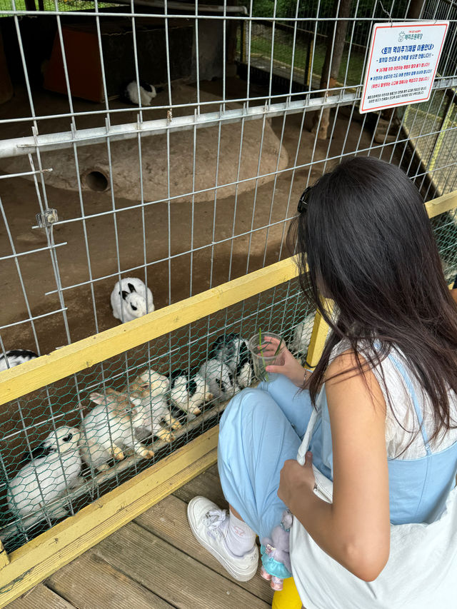 동물과 교감할 수 있는 춘천 양떼목장 ‘해피초원목장’