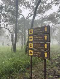 ทุ่งดอกกระเจียว อุทยานแห่งชาติไทรทอง ชัยภูมิ