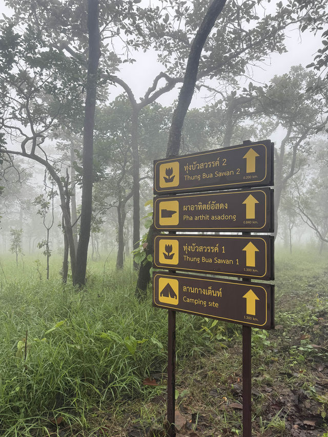 ทุ่งดอกกระเจียว อุทยานแห่งชาติไทรทอง ชัยภูมิ