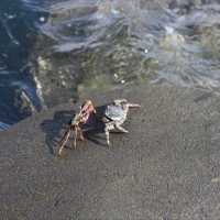 ウミガメの海🏝️奄美大島✨笠利漁港