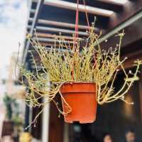 "Tiramisu and Café Latte: A Perfect Pairing at The Old Station Cafe Melaka"