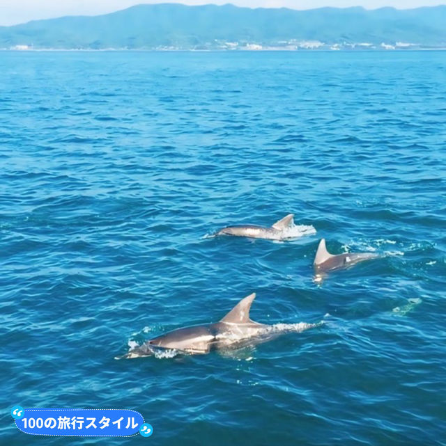 【天草】イルカとの遭遇率98％！天草でイルカウォッチング💓