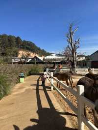 Must-Try Activities: A day at Puppy Farm