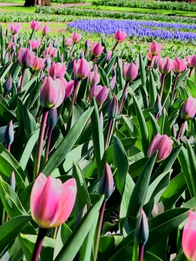 尋找鬱金香之旅~歐洲花園~庫肯霍夫Keukenhof~Garden of Europe