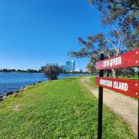 A Tranquil Escape with Kangaroos