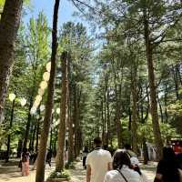 Nami Island: Where Every Angle Is Insta-Gold