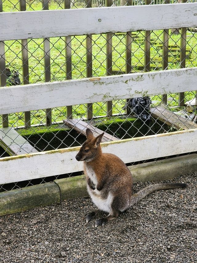 親親動物零距離