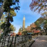 เมืองนาราในฤดูใบไม้ร่วง !!!
