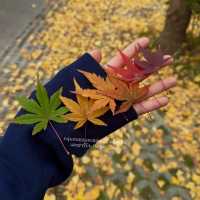 Harbin in Autumn 🍂 