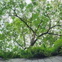 Fort Canning Park Tree Tunnel 