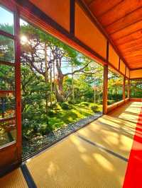 【京都/紅葉スポット】樹齢700年！１度はみたい、神秘的な五葉松🍁