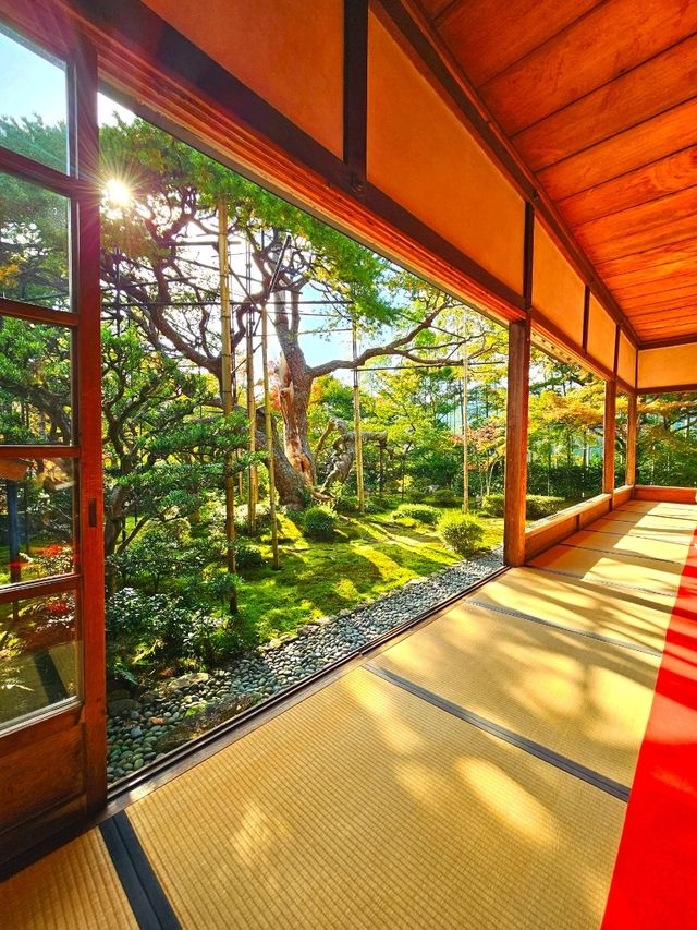 【京都/紅葉スポット】樹齢700年！１度はみたい、神秘的な五葉松🍁