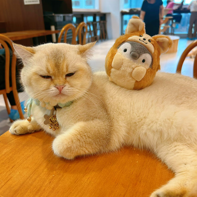 必去貓咪Cafe🥰 