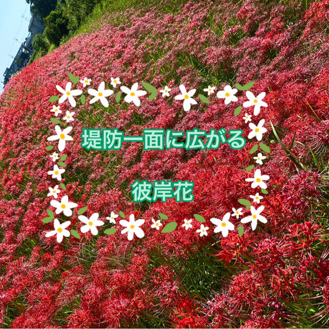 知多半島の旅　ごんの里にある矢勝川堤沿いの彼岸花