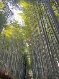 Morning Magic in Arashiyama: Bamboo Trails, River Serenity, and the Perfect Coffee Break