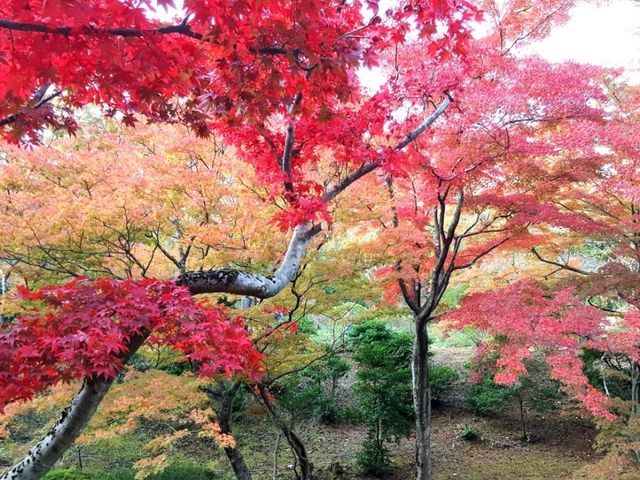 Fall colours at Yahiko Park, Niigata
